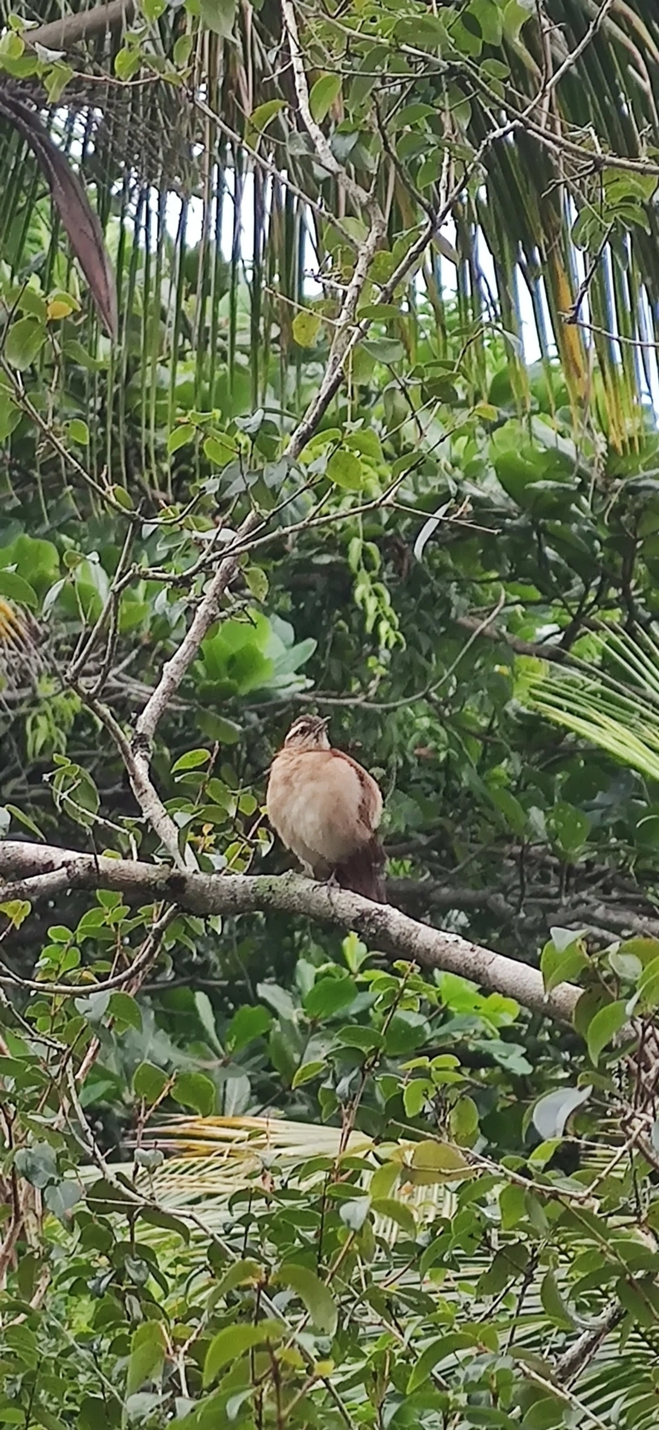 Casaca-de-Couro-da-Lama (Furnarius figulus), aves, fotografado em Maresias, São Sebastião