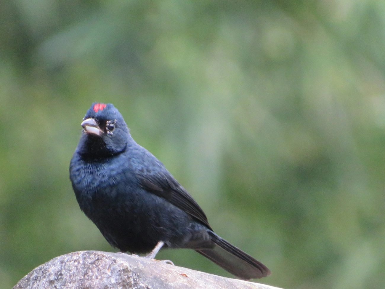 Tiê-preto (Tachyphonus coronatus), aves, fotografado em Maresias, São Sebastião