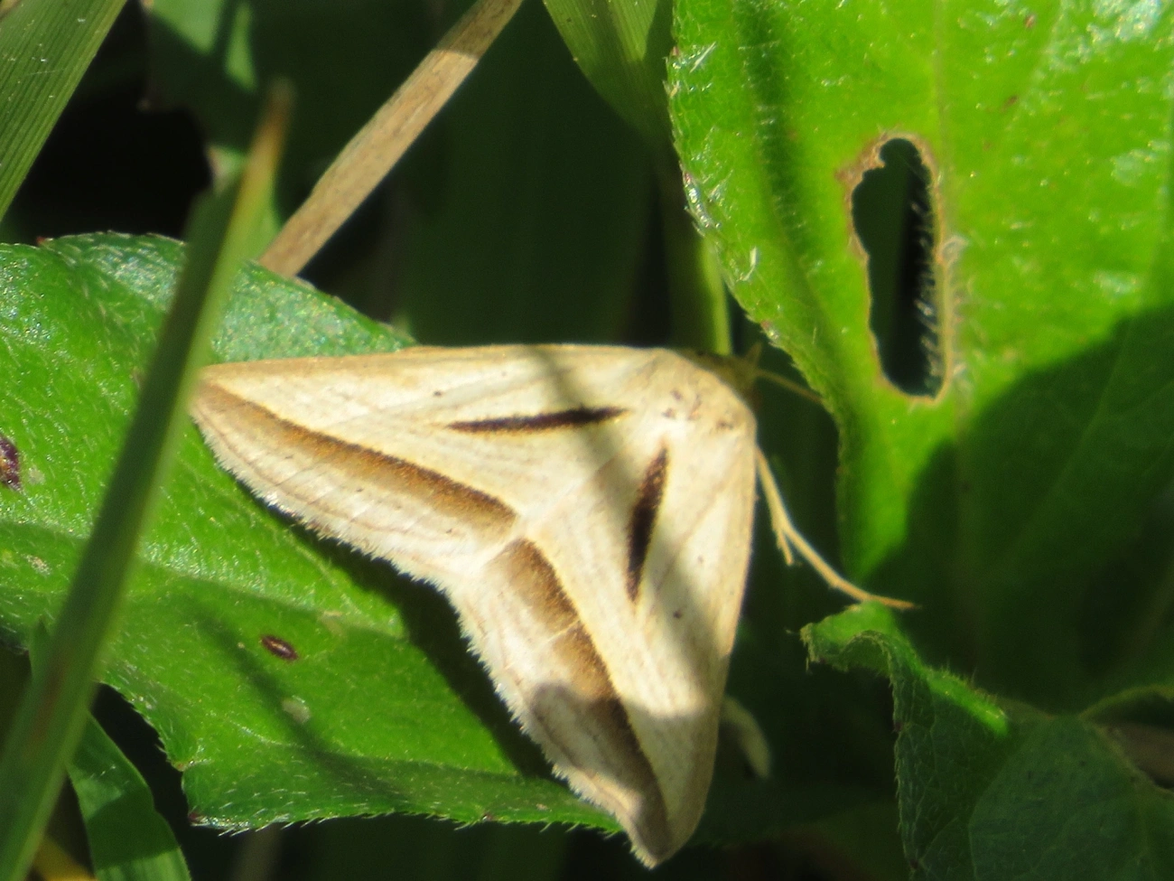 Mariposa-noturna (Erebidae) (Ptichodis basilans), insetos, fotografado em Maresias, São Sebastião