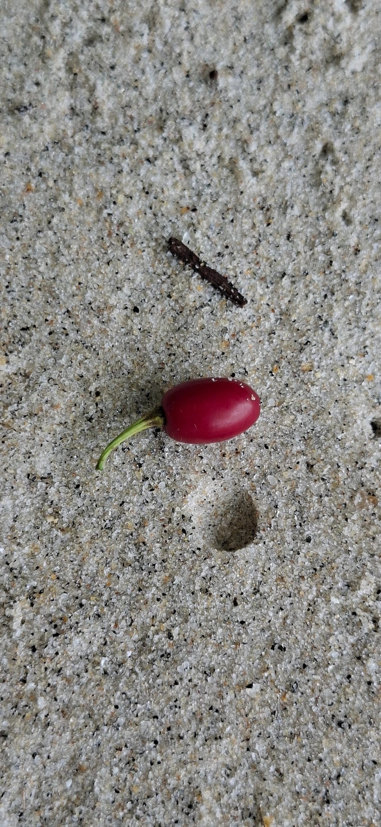 Baga-de-pomba (Erythroxylum argentinum), plantas, fotografado em Maresias, São Sebastião