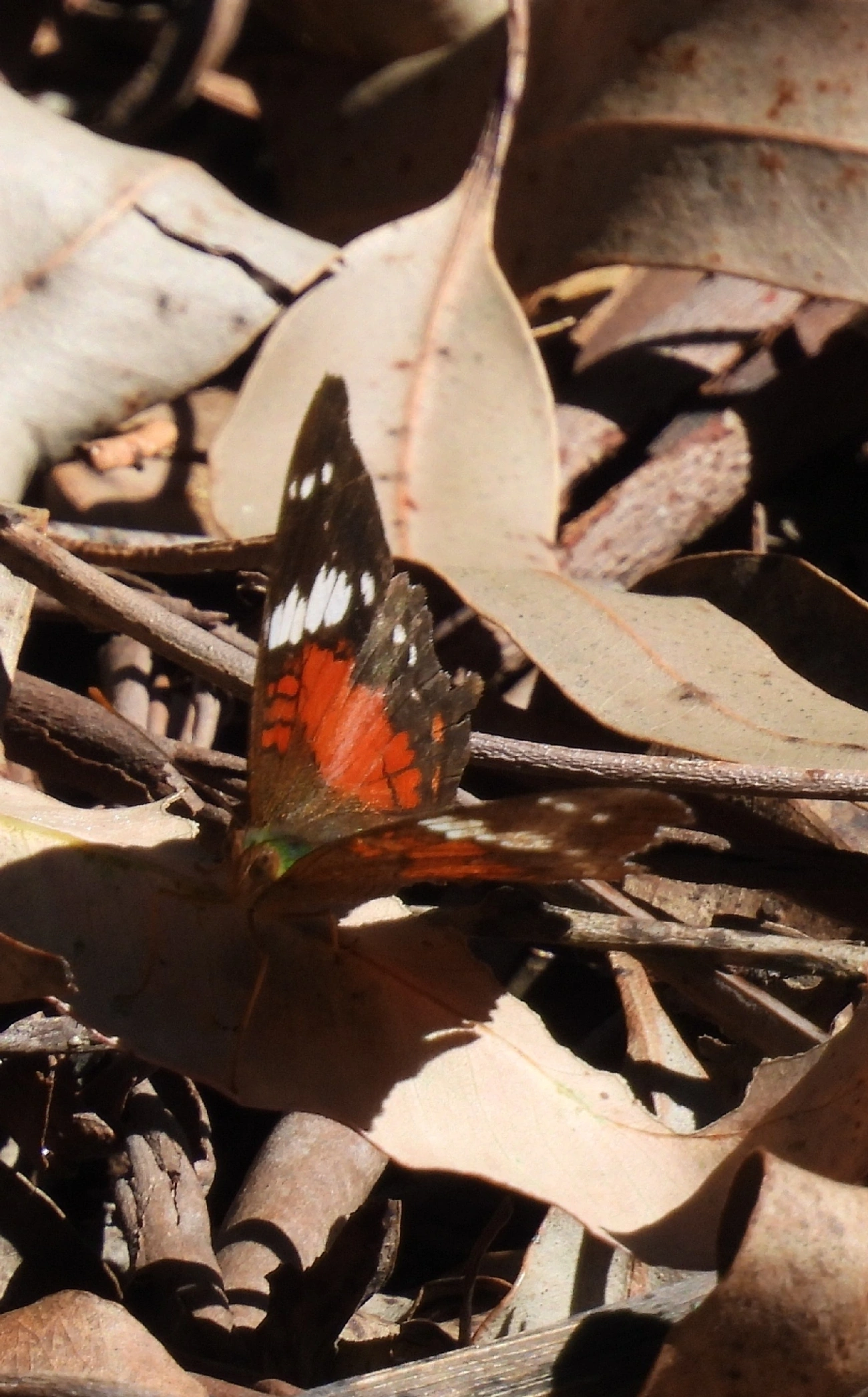 Borboleta-pavão-escarlate (Anartia amathea), insetos, fotografado em Catuçaba, São Luíz do Paraitinga