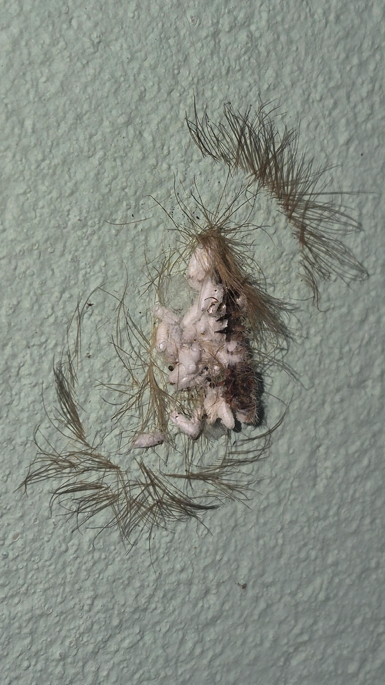 Borboletas e traças (Lepidoptera), insetos, fotografado em Caraguatatuba