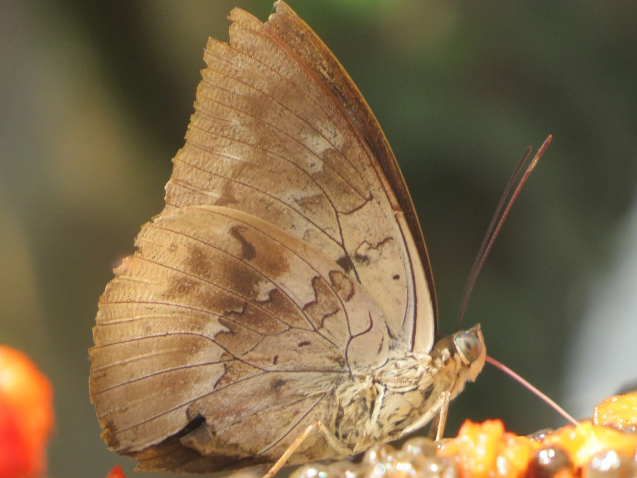 Prepona-de-um-ponto (Archaeoprepona demophon), insetos, fotografado em Maresias, São Sebastião
