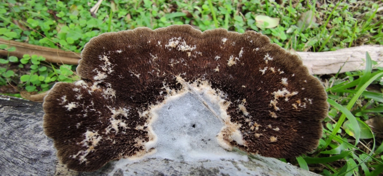 Orelha-de-pau (Hexagonia hydnoides), fungos, fotografado em Maresias, São Sebastião