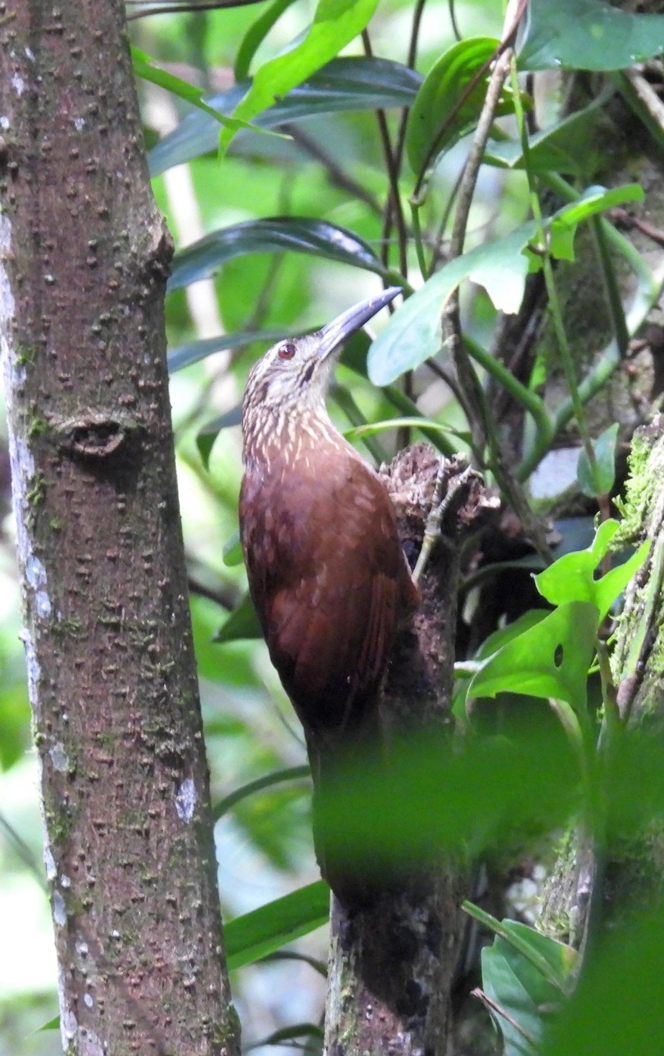 Arapaçu-de-garganta-branca (Xiphocolaptes albicollis), aves, fotografado em Paúba, São Sebastião