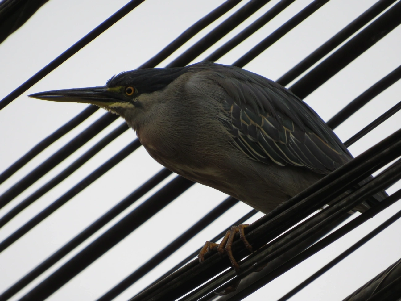 Socozinho (Butorides striata), aves, fotografado em Maresias, São Sebastião