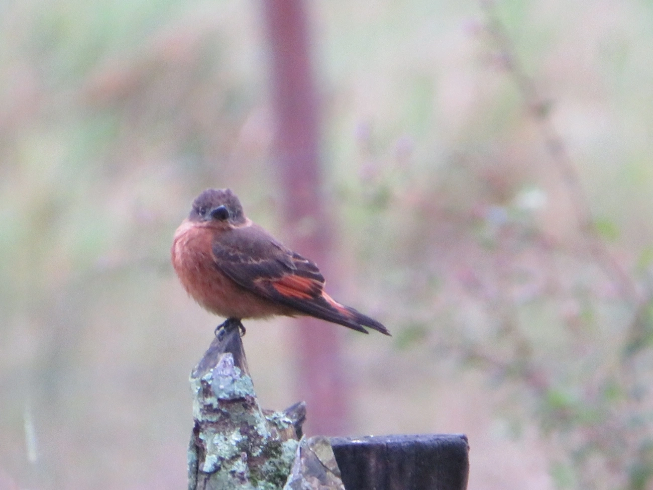 Gibão-de-couro (Hirundinea ferruginea), aves, fotografado em Maresias, São Sebastião