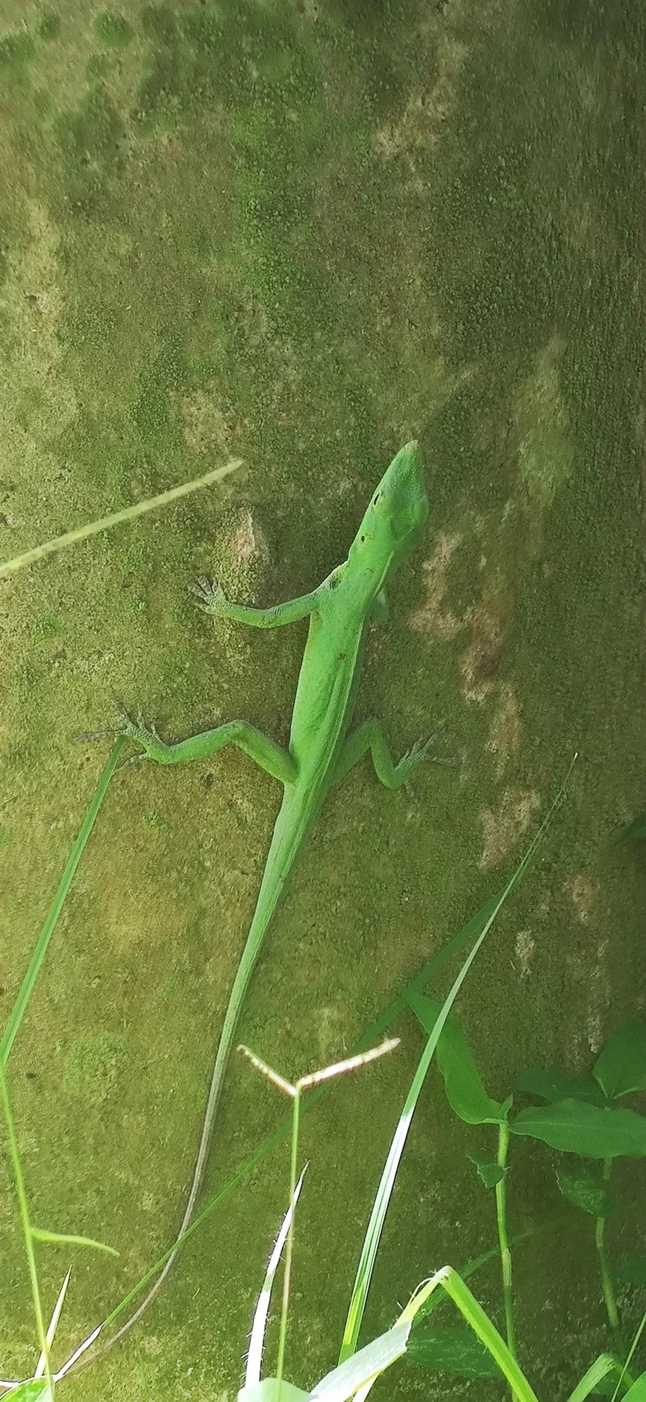 Lagarto papa-vento (Anolis punctatus), répteis, fotografado em Maresias, São Sebastião