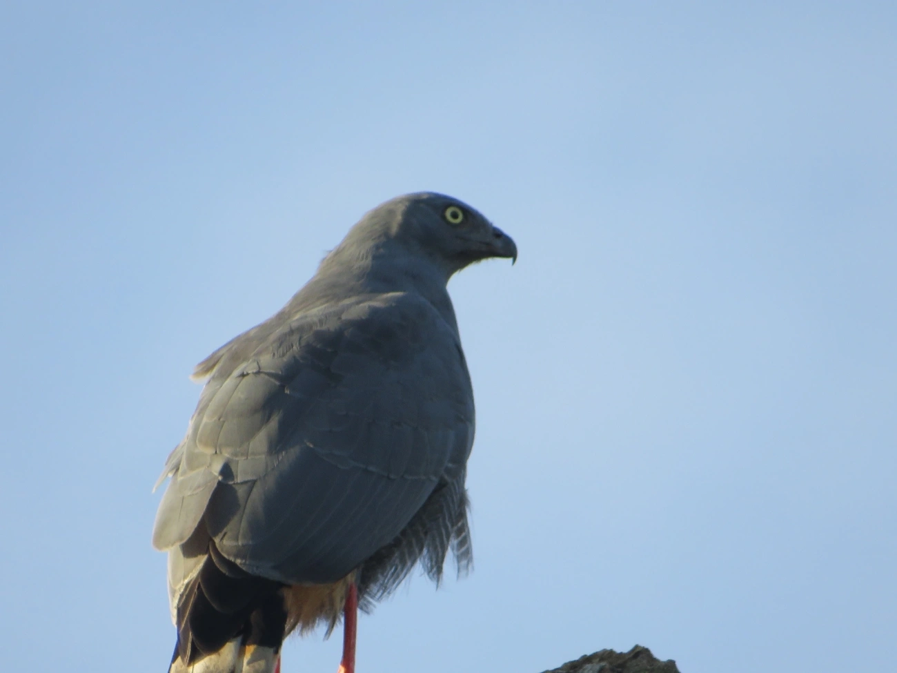 Gavião-pernilongo (Geranospiza caerulescens), aves, fotografado em Maresias, São Sebastião