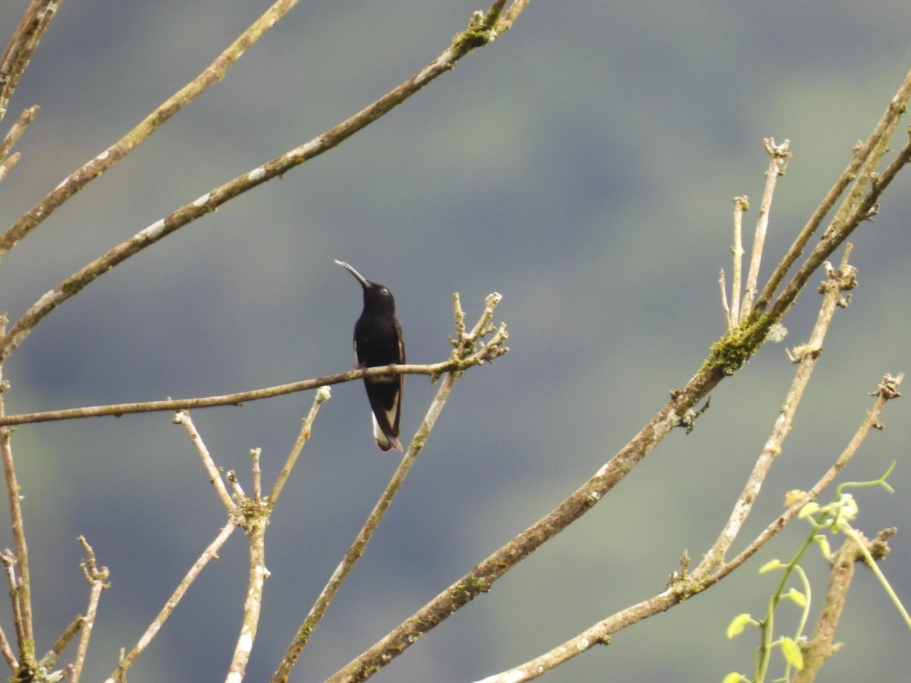 Beija-flor-preto (Florisuga fusca), aves, fotografado em Maresias, São Sebastião