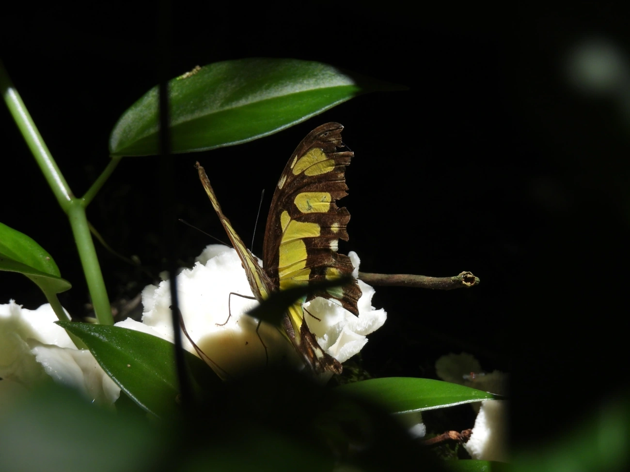 Borboleta-malaquita (Siproeta stelenes), insetos, fotografado em Maresias, São Sebastião