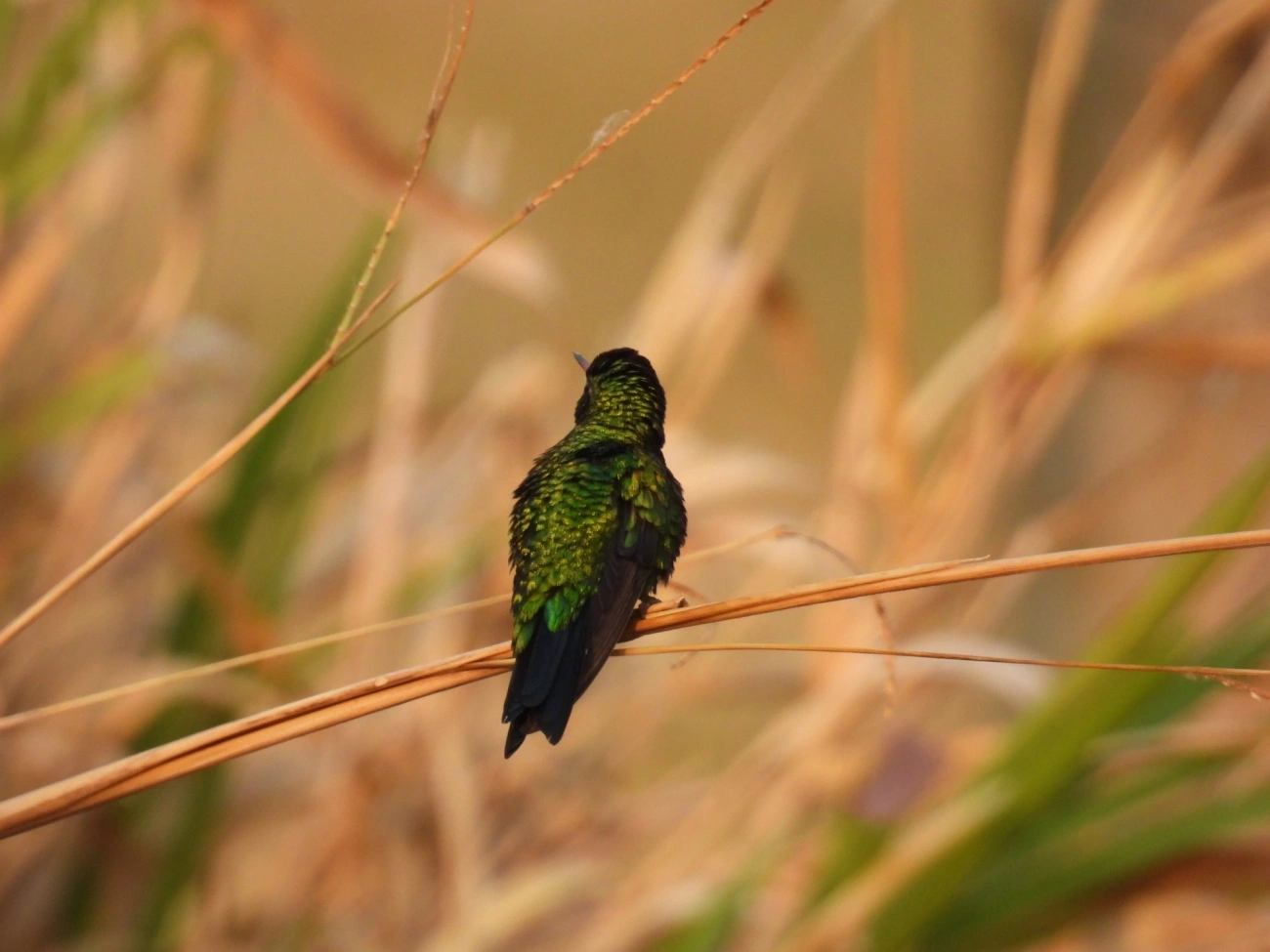 Besourinho-de-bico-vermelho (Chlorostilbon lucidus), aves, fotografado em Socorro