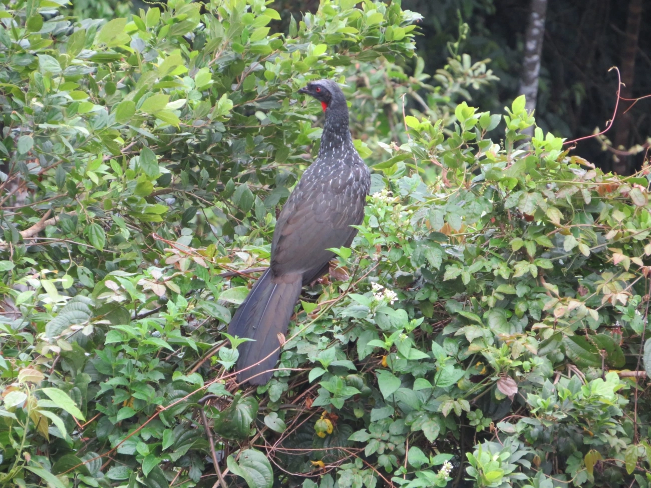 Jacuaçu (Penelope obscura), aves, fotografado em Maresias, São Sebastião
