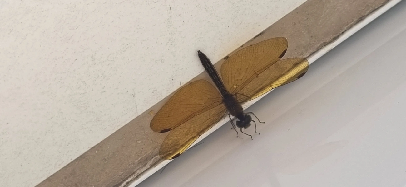 Perithemis, insetos, fotografado em Maresias, São Sebastião