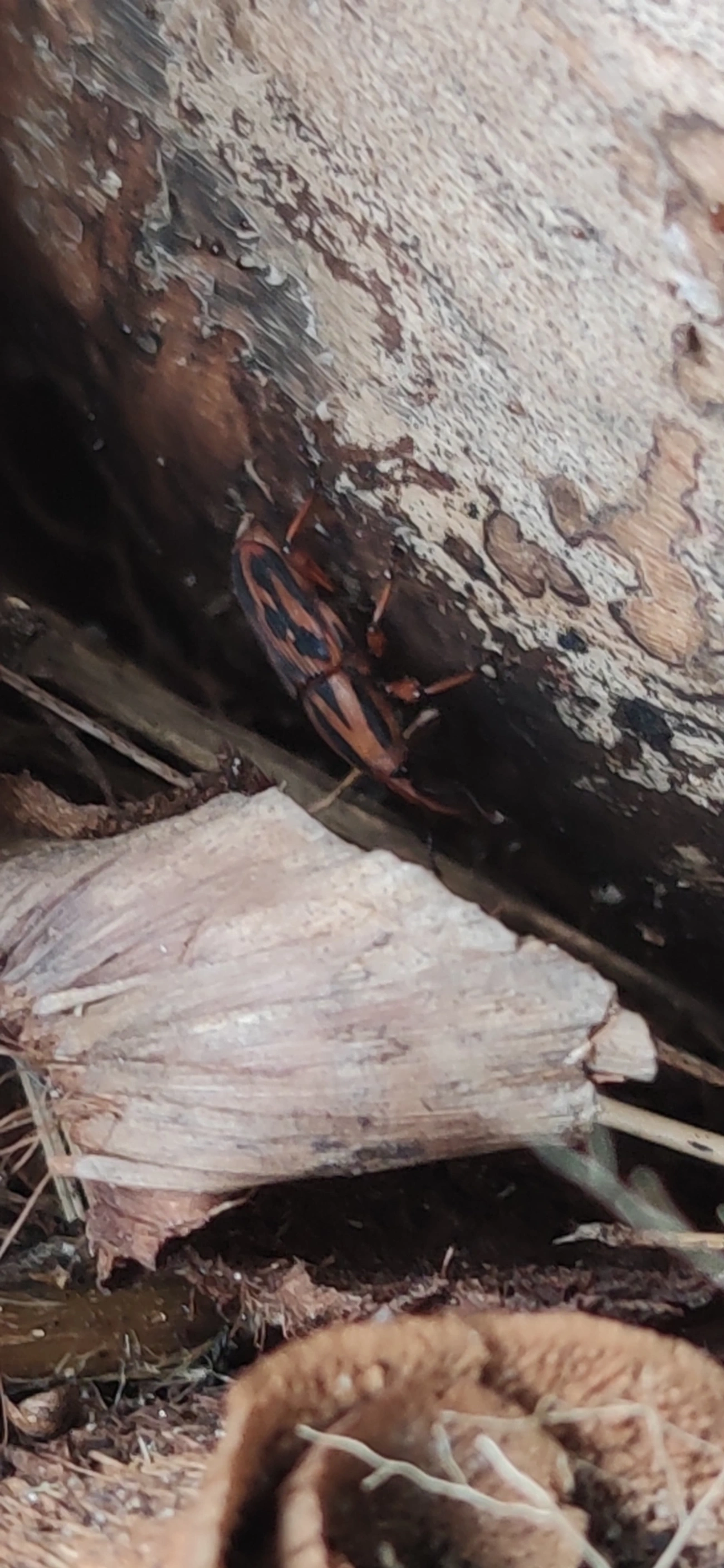 Broca-rajada-da-cana (Metamasius hemipterus), insetos, fotografado em Maresias, São Sebastião