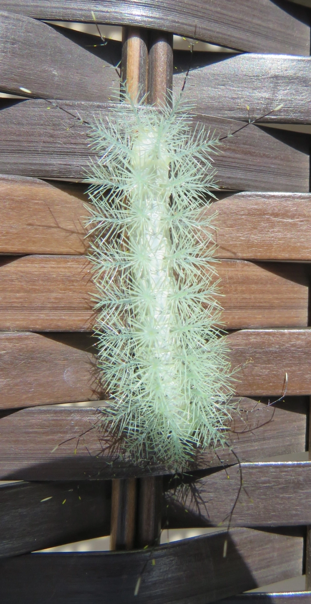 Hemileucinae, insetos, fotografado em Maresias, São Sebastião