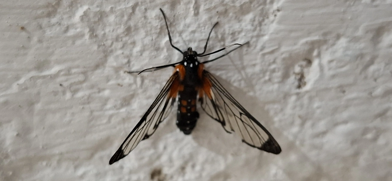 Mariposa-erruca (Erruca hanga), insetos, fotografado em Itamonte