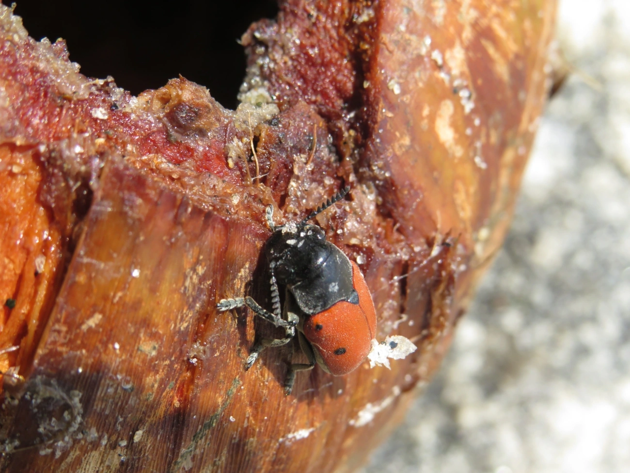 Besouro-das-folhas (Megalostomis grandis), insetos, fotografado em Maresias, São Sebastião