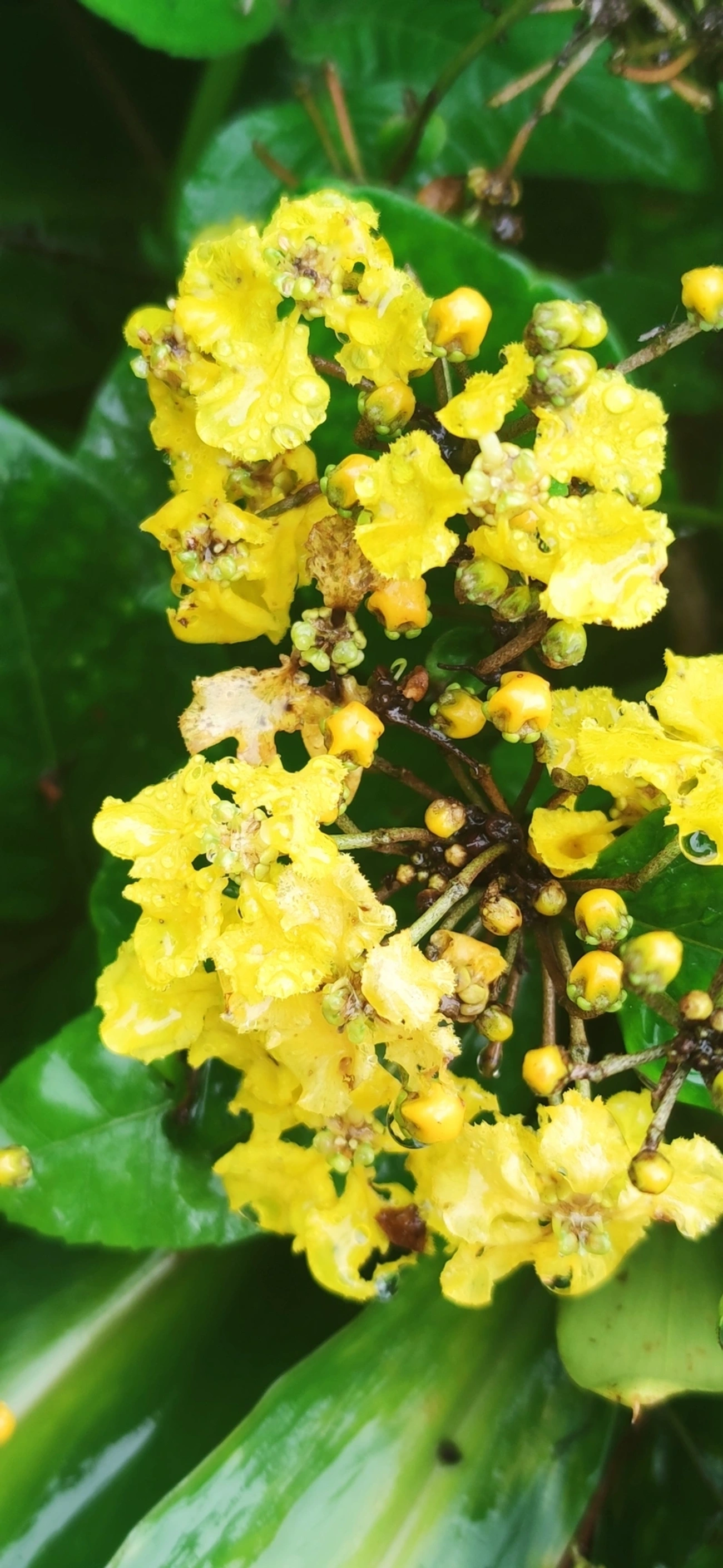 Stigmaphyllon, plantas, fotografado em Maresias, São Sebastião