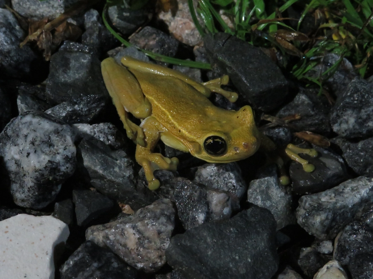 Perereca-grudenta (Trachycephalus mesophaeus), anfíbios, fotografado em Maresias, São Sebastião