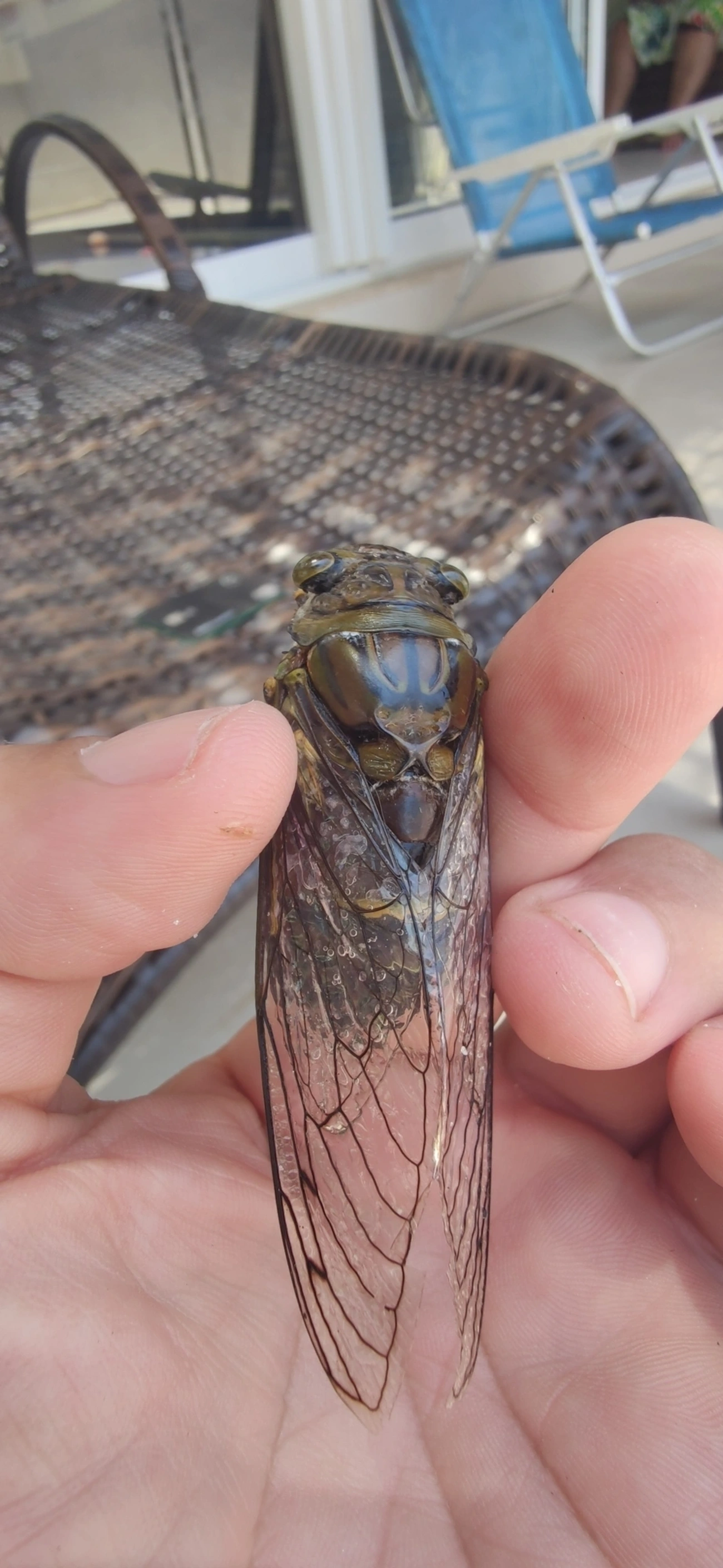 Cigarra-gigante (Quesada gigas), insetos, fotografado em Maresias, São Sebastião
