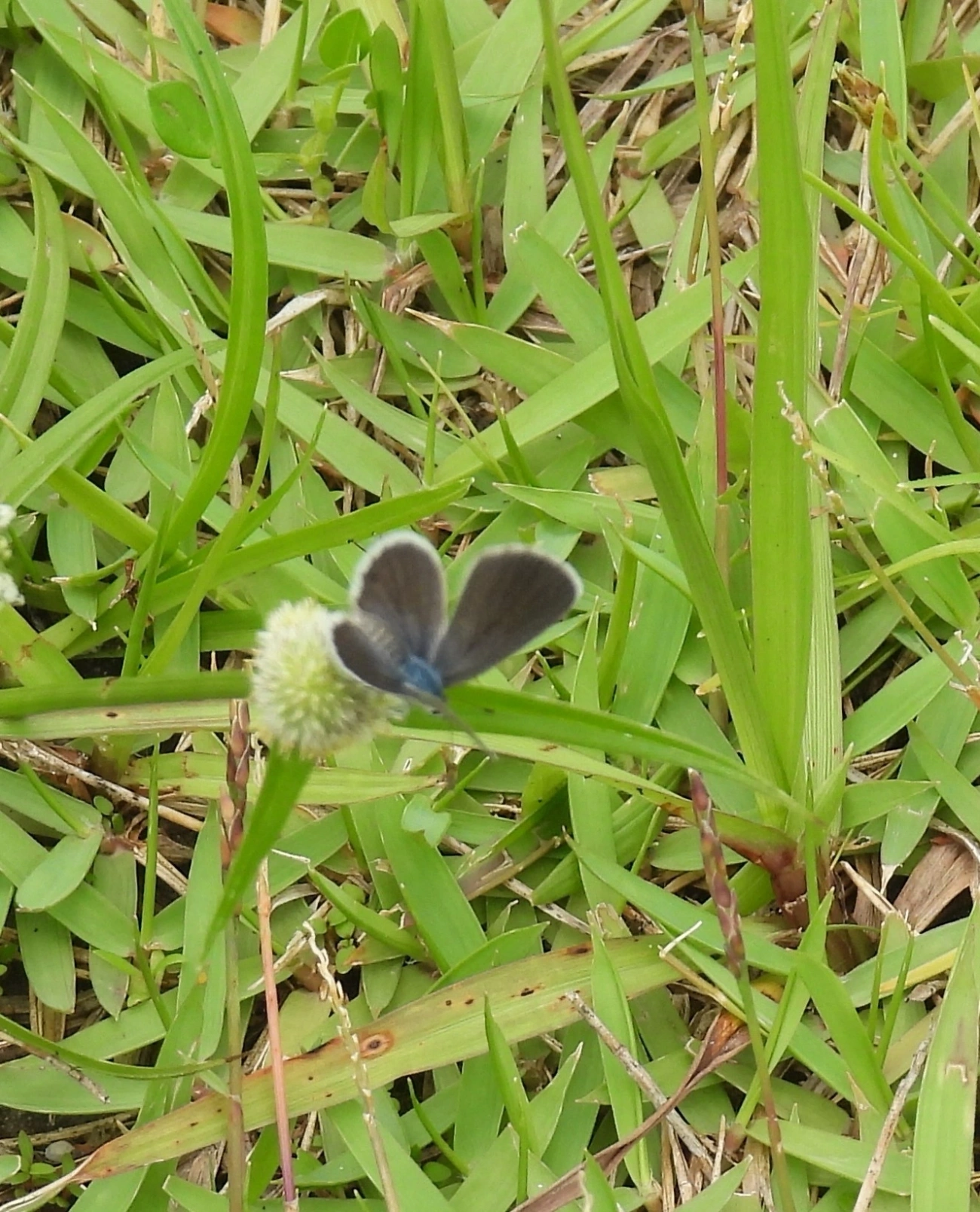 Borboleta-azulzinha-do-trevo (Hemiargus hanno), insetos, fotografado em Indaiá, Caraguatatuba