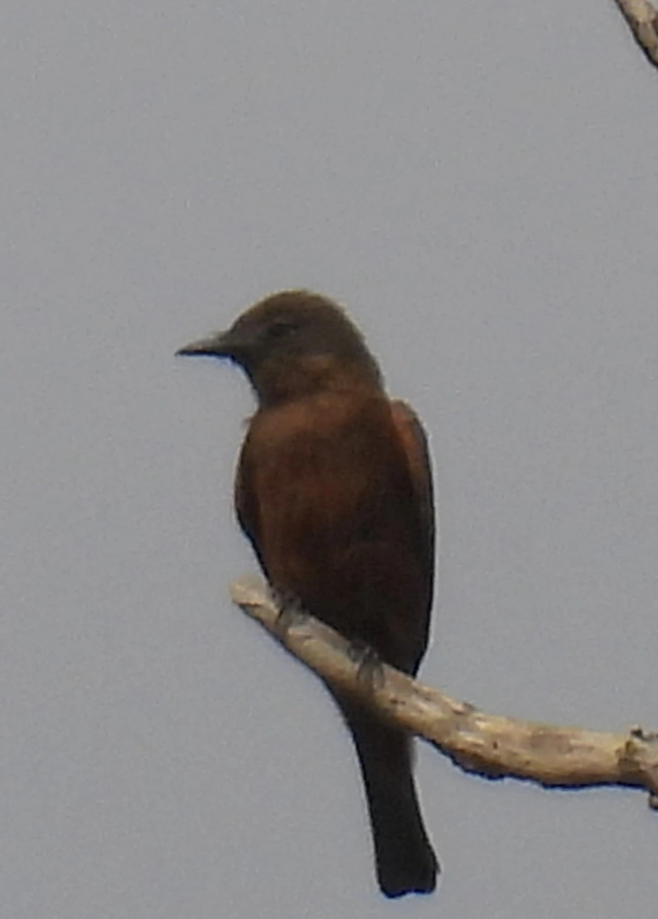 Gibão-de-couro (Hirundinea ferruginea), aves, fotografado em Itamonte