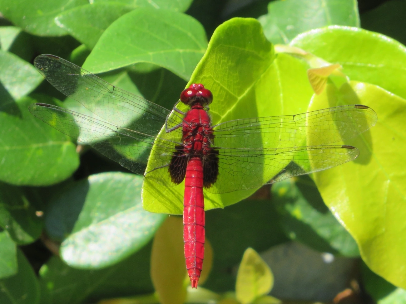 Falcão-das-lagoas-clarete (Erythemis mithroides), insetos, fotografado em Maresias, São Sebastião