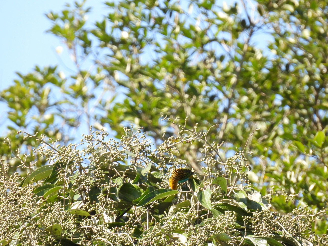 Saíra-douradinha (Tangara cyanoventris), aves, fotografado em Itatiaia