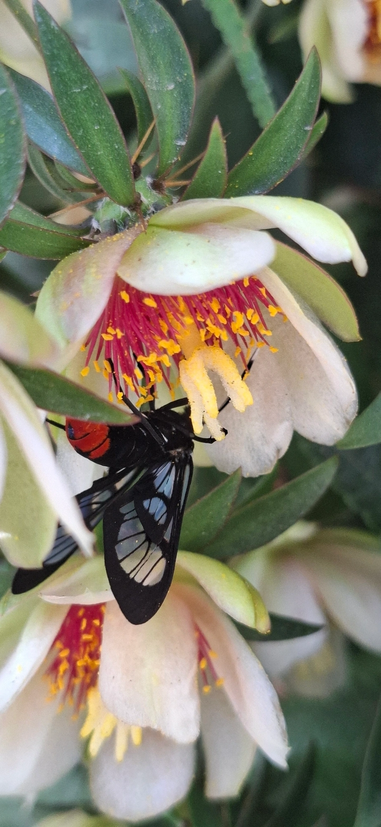 Gymnelia, insetos, fotografado em Maresias, São Sebastião