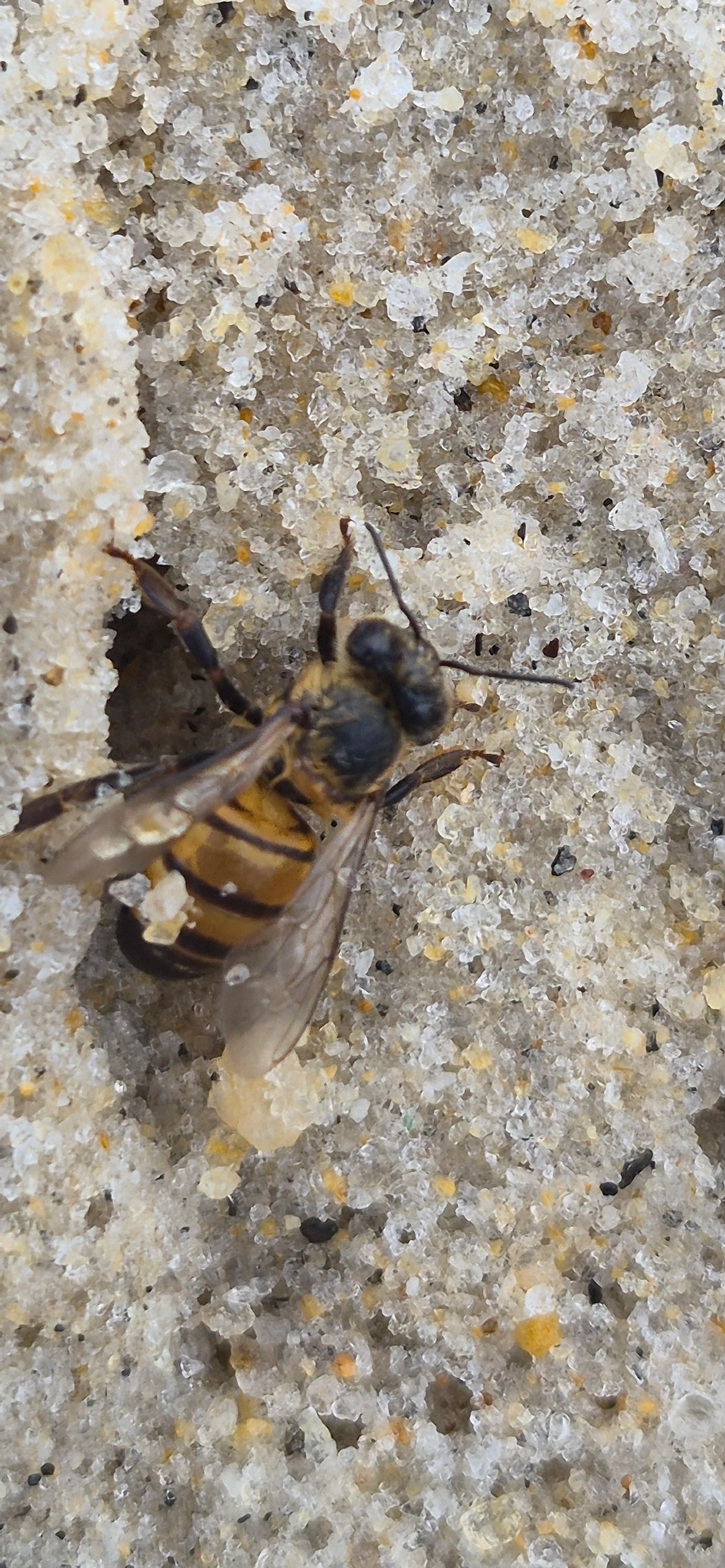 Abelha-europeia (Apis mellifera), insetos, fotografado em Maresias, São Sebastião