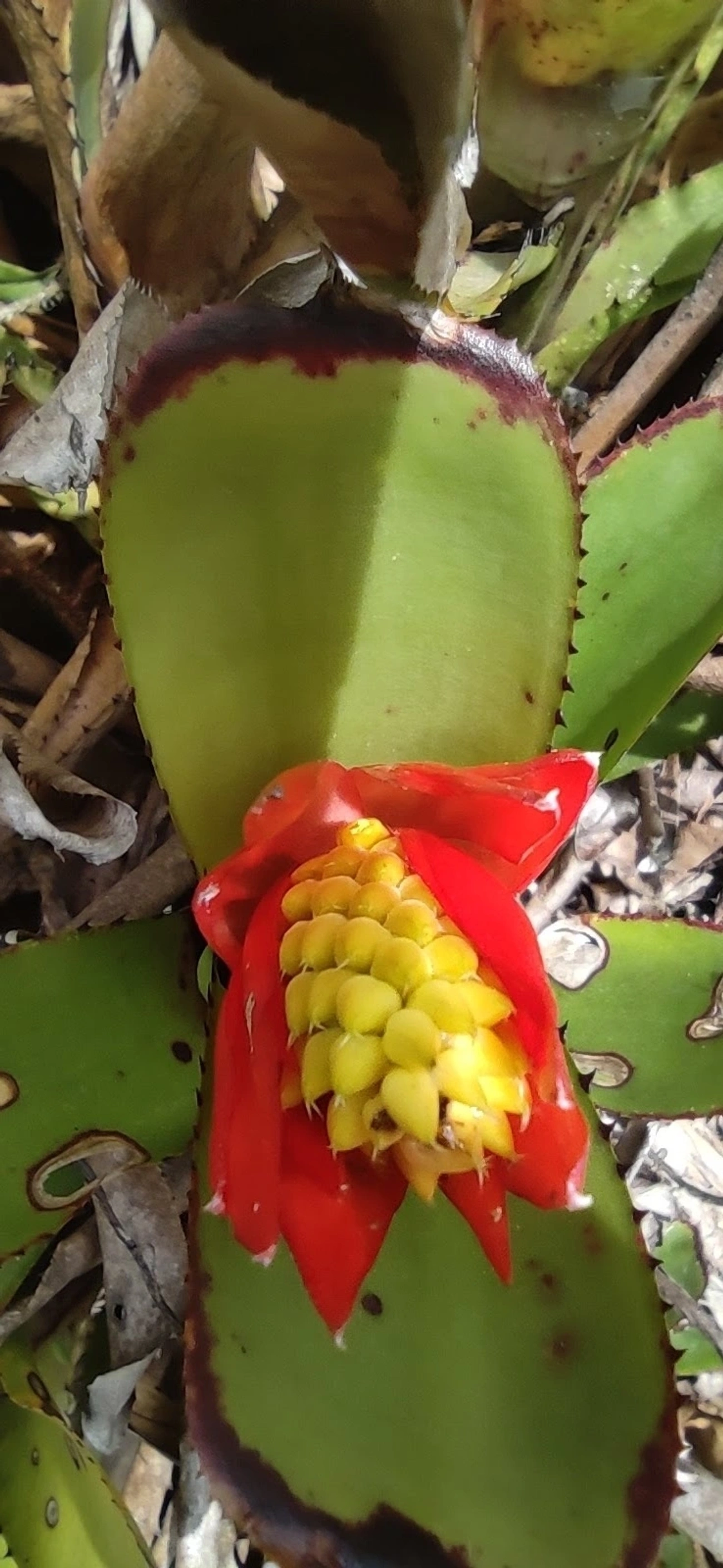 Chupa-chupa (Aechmea nudicaulis), plantas, fotografado em Maresias, São Sebastião