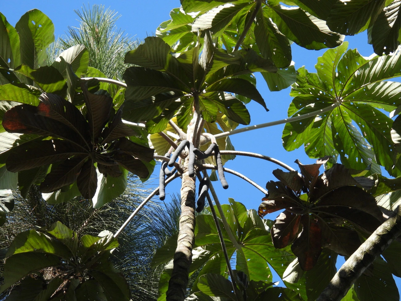 Embaúba-branca (Cecropia hololeuca), plantas, fotografado em Resende