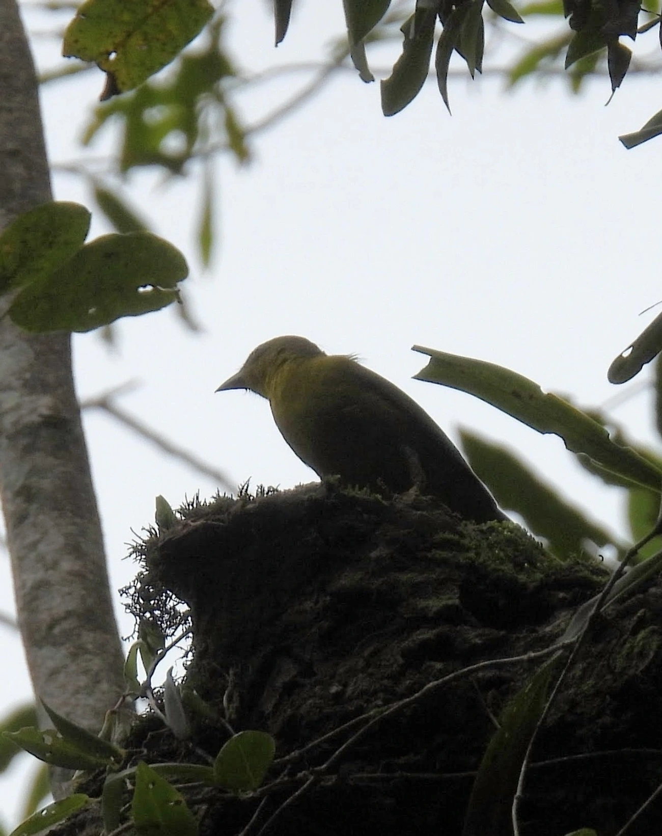 Sanhaço-do-coqueiro (Thraupis palmarum), aves, fotografado em Maresias, São Sebastião