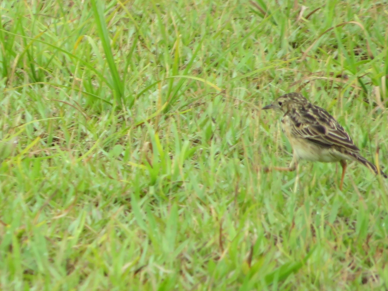 Caminheiro-zumbidor (Anthus chii), aves, fotografado em Maresias, São Sebastião