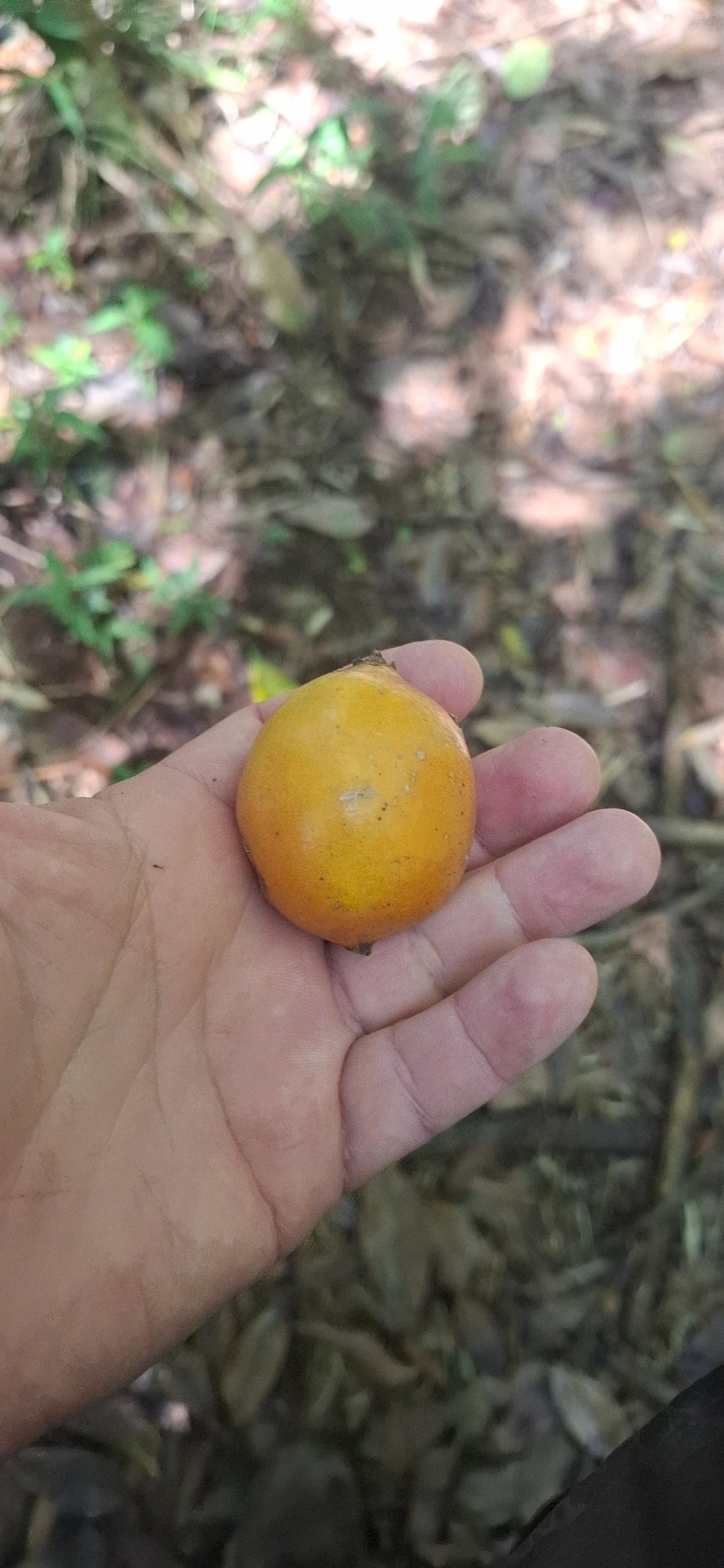 Baga-de-macaco (Posoqueria acutifolia), plantas, fotografado em Queluz