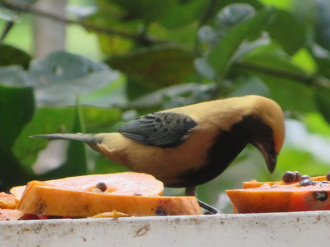 Saíra-amarela (Stilpnia cayana), aves, fotografado em Maresias, São Sebastião