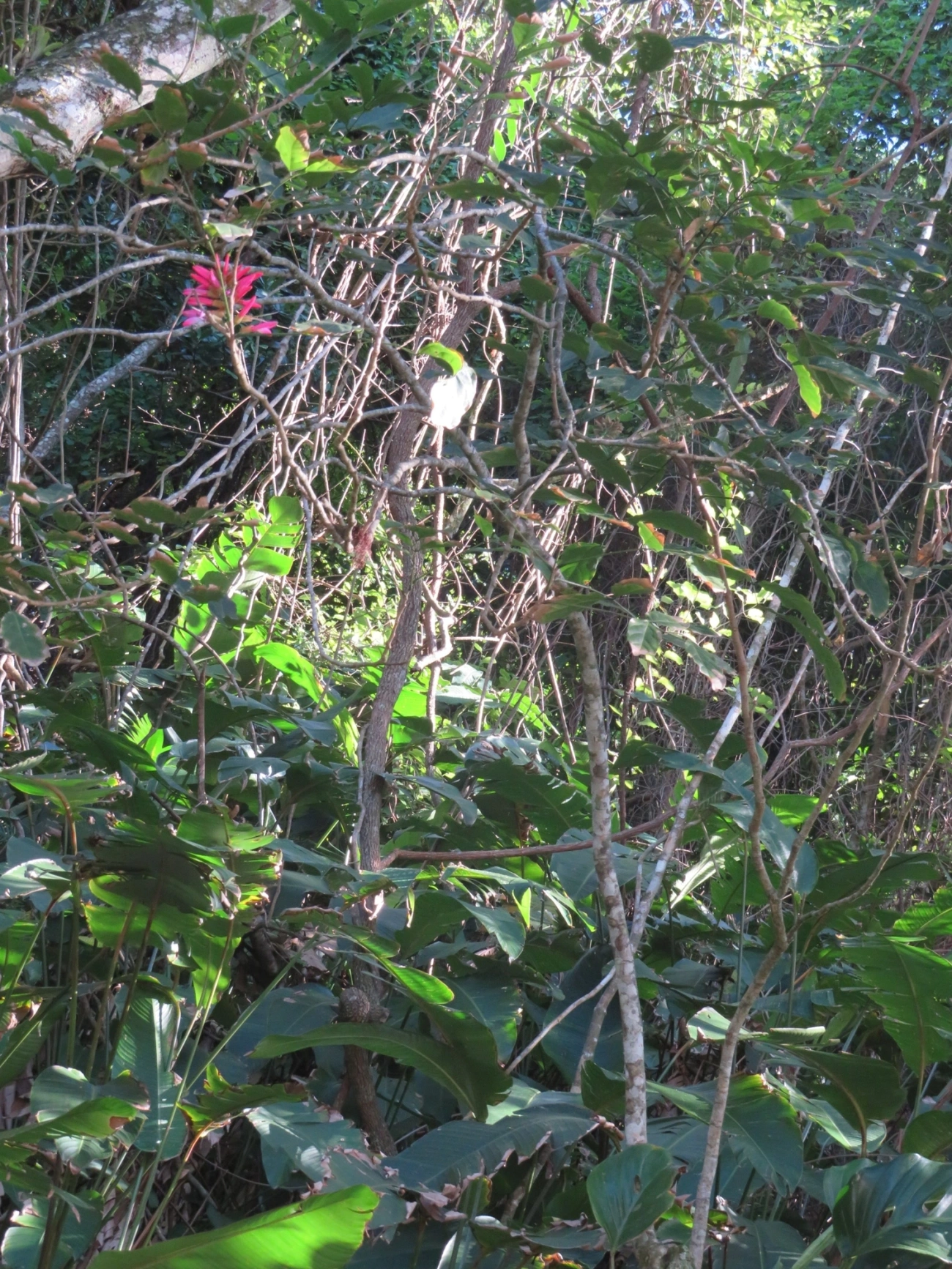 Dahlstedtia pinnata, plantas, fotografado em Maresias, São Sebastião