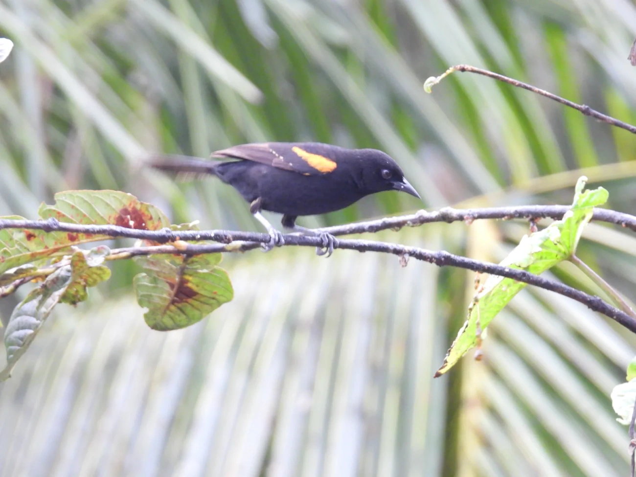 Encontro (Icterus pyrrhopterus), aves, fotografado em Bragança Paulista