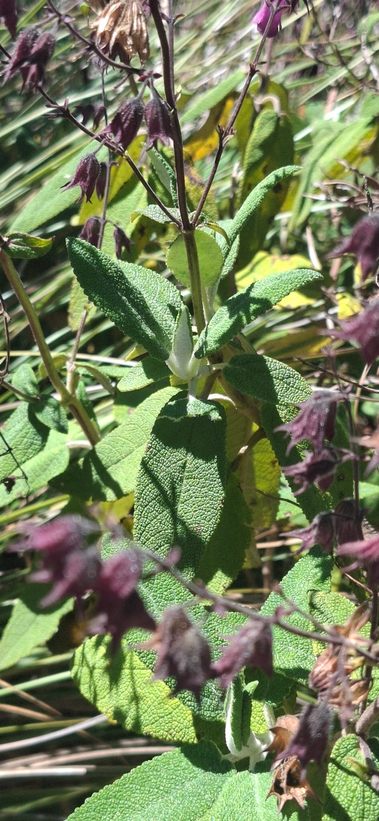Lepechinia speciosa, plantas, fotografado em Engenheiro Passos