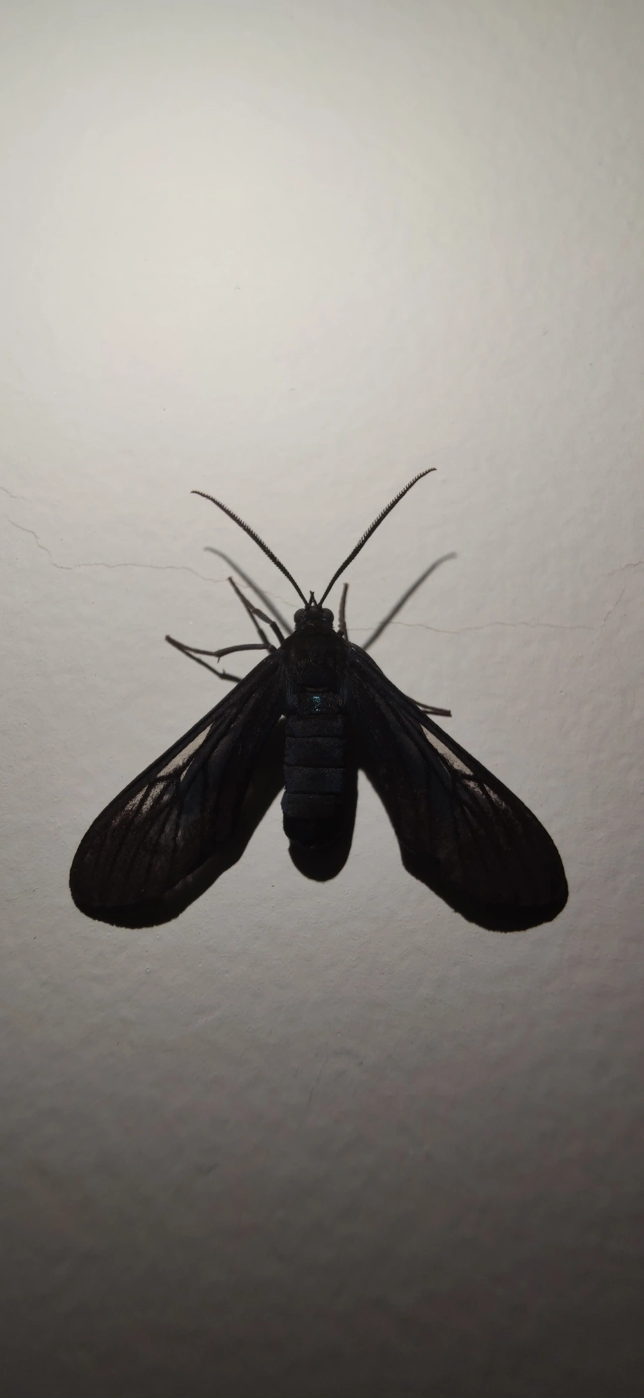 Macrocneme, insetos, fotografado em Maresias, São Sebastião