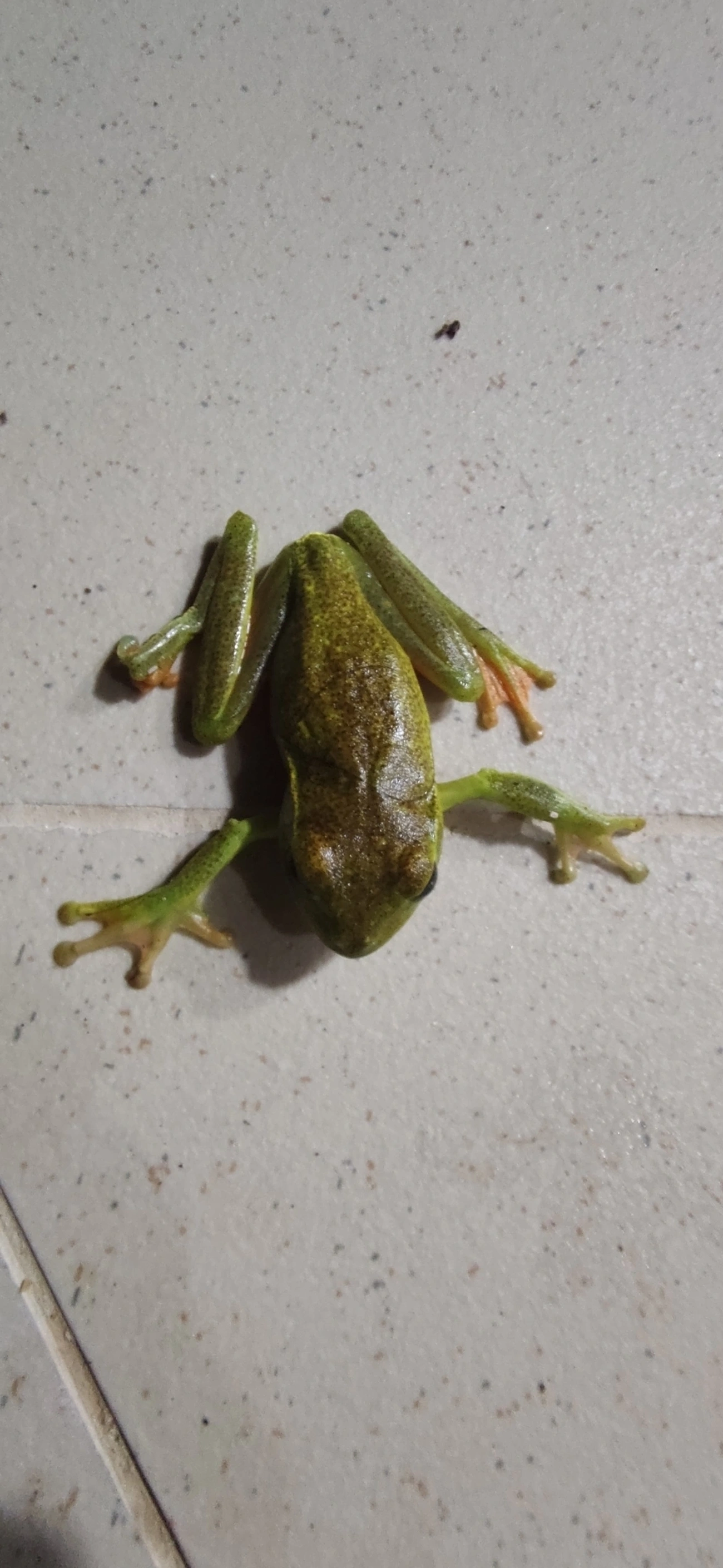 Perereca-araponga (Boana albomarginata), anfíbios, fotografado em Maresias, São Sebastião