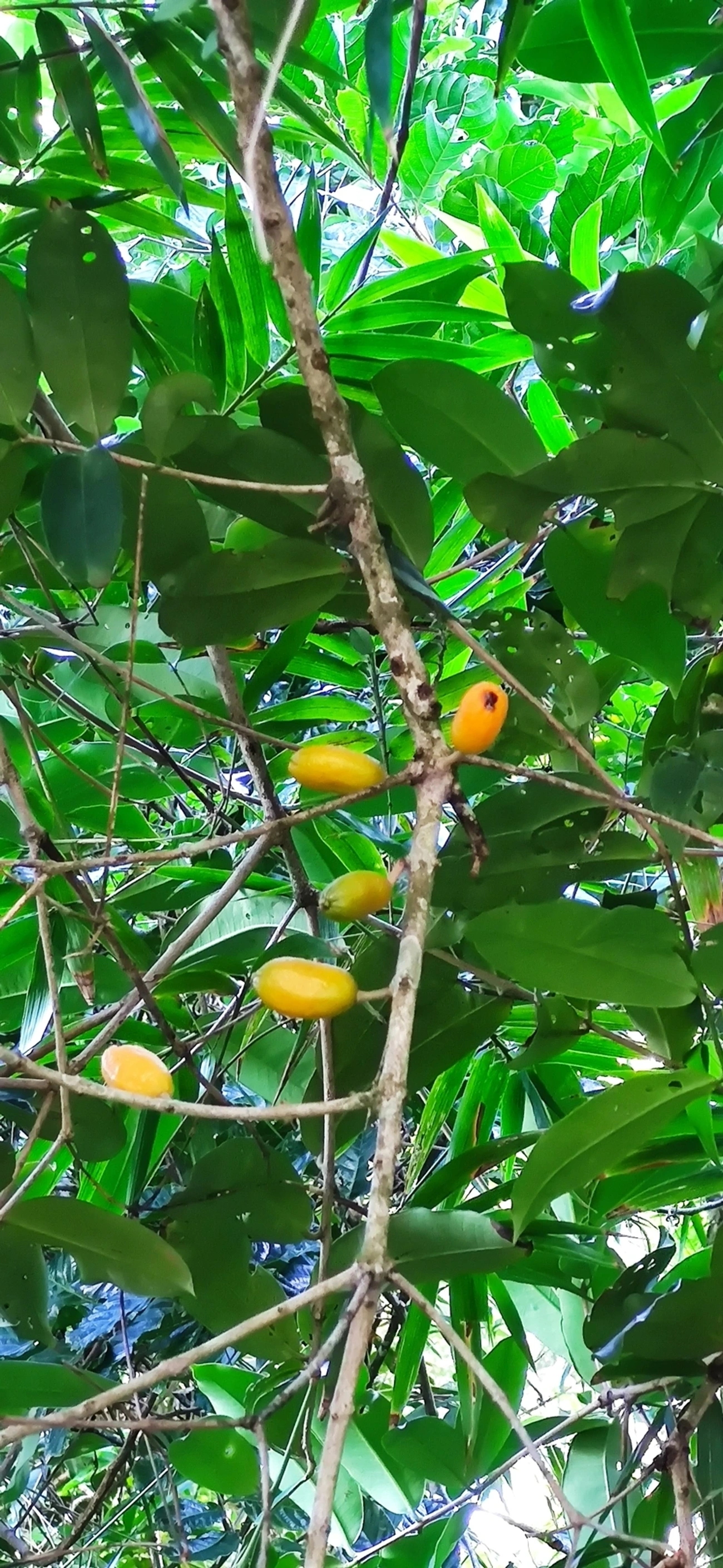 Pitangas (Eugenia), plantas, fotografado em Caraguatatuba