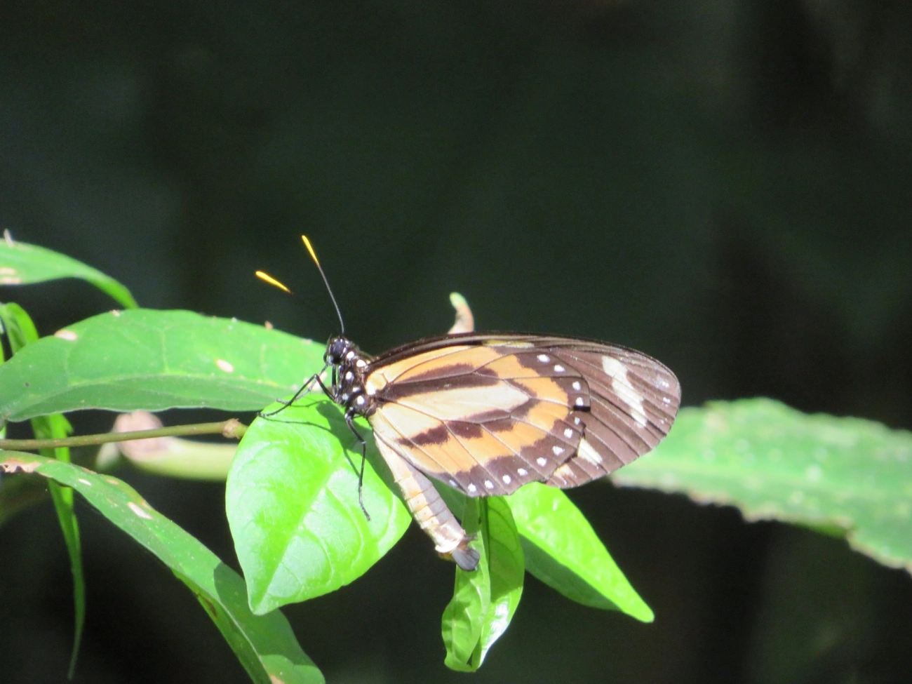 Rainha-mimética (Lycorea halia), insetos, fotografado em Maresias, São Sebastião