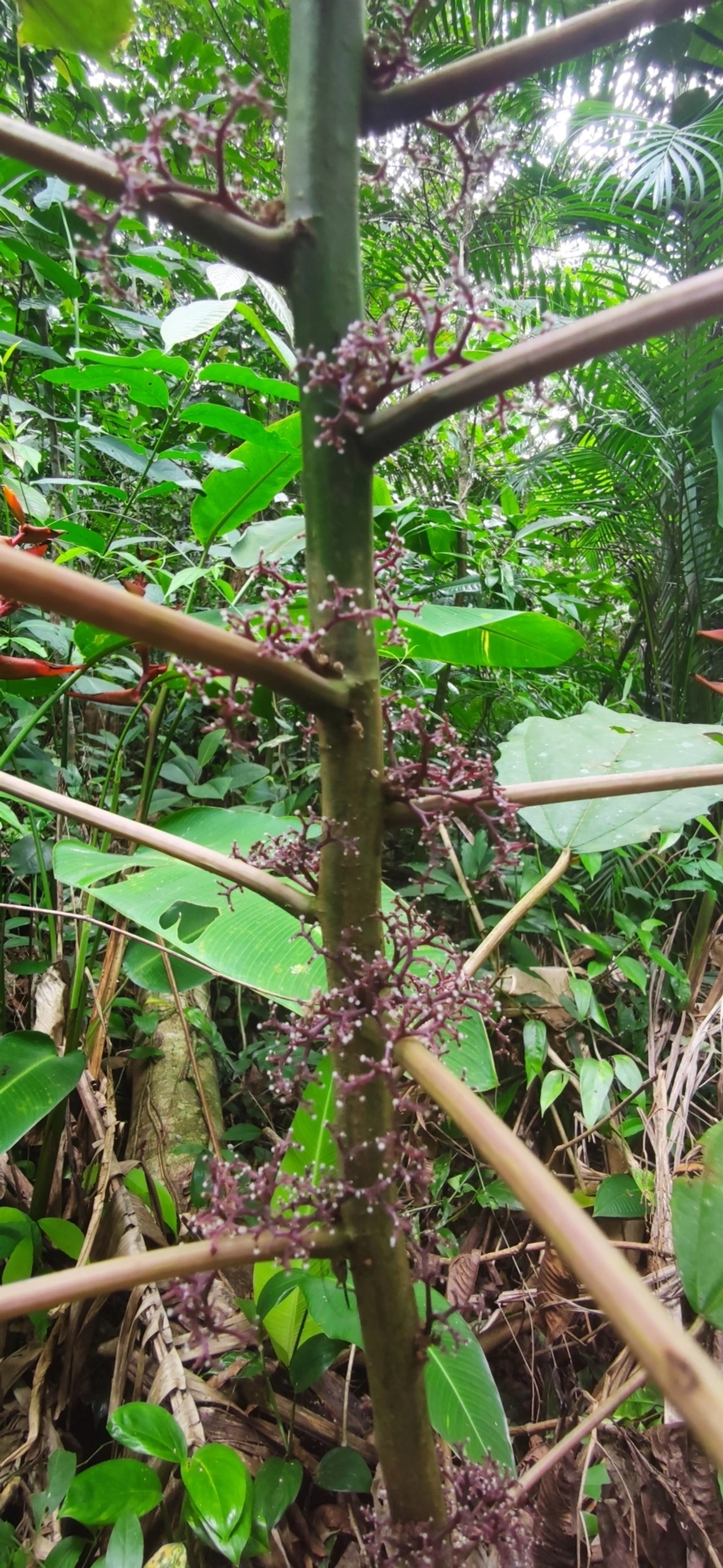 Urtigão (Urera nitida), plantas, fotografado em Maresias, São Sebastião