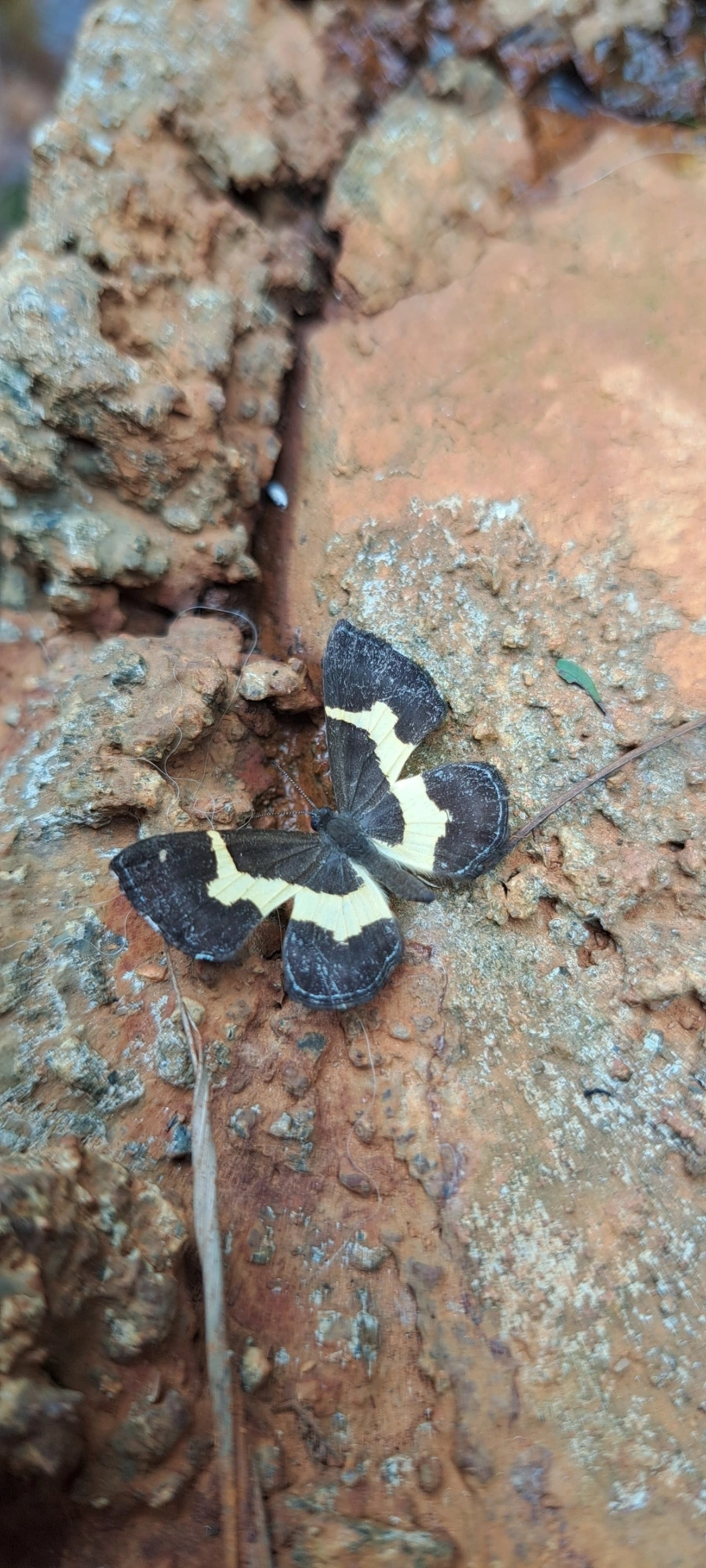 Baeotis johannae, insetos, fotografado em Cabreúva