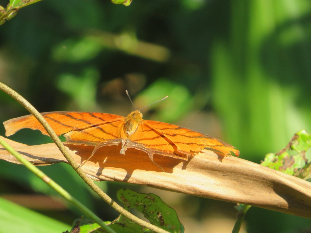 Borboleta-Asas-de-Punhal (Marpesia petreus), insetos, fotografado em Maresias, São Sebastião