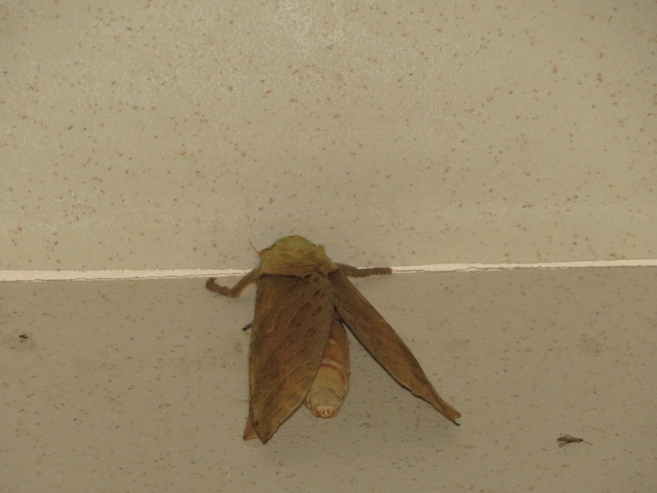 Mariposa-fantasma (Trichophassus giganteus), insetos, fotografado em Maresias, São Sebastião