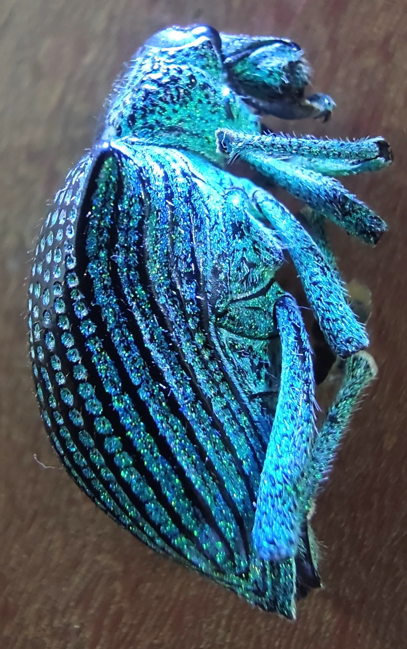 Gorgulho-diamante (Entimus imperialis), insetos, fotografado em Maresias, São Sebastião
