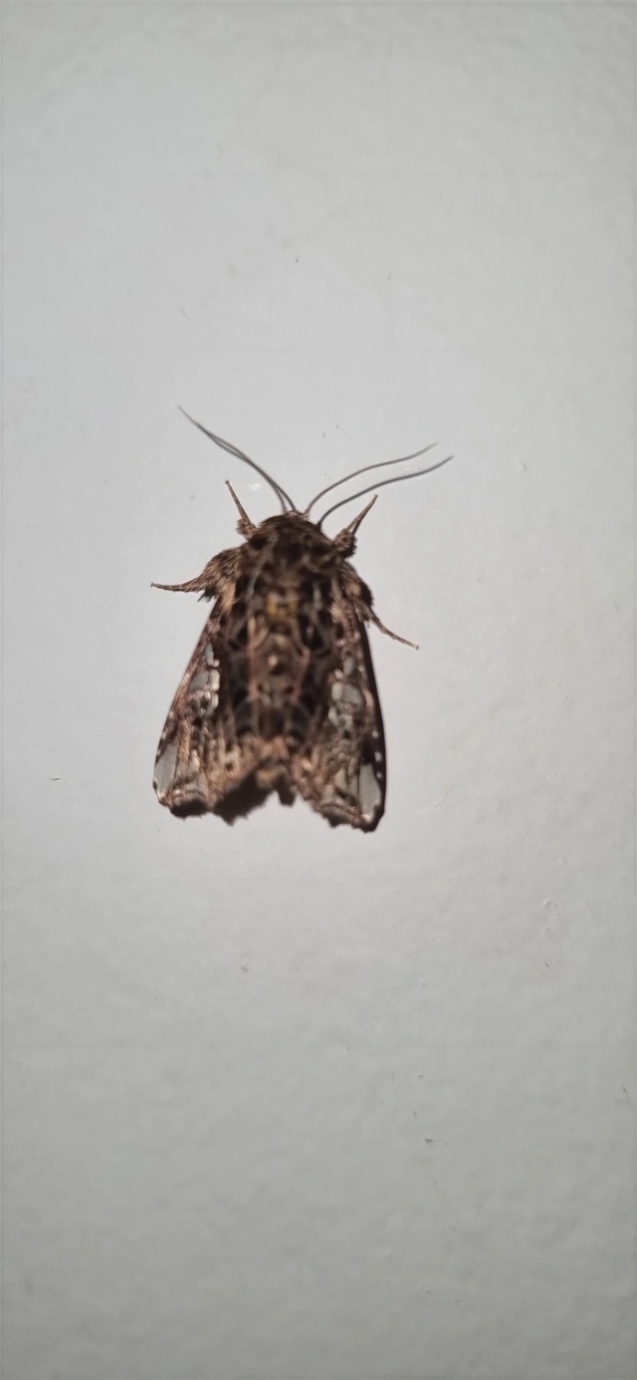 Argyrosticta, insetos, fotografado em Maresias, São Sebastião